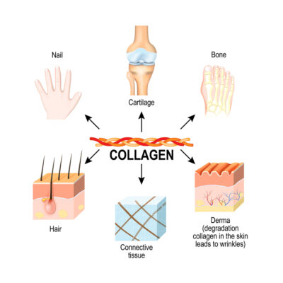 Collagen: Bí mật cho làn da đẹp và sức khỏe dẻo dai