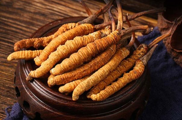 Đông trùng hạ thảo nguyên con: Báu vật từ thiên nhiên và tiềm năng khoa học