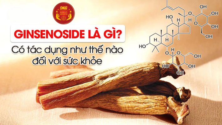 Ginsenosides là gì và công dụng của nó