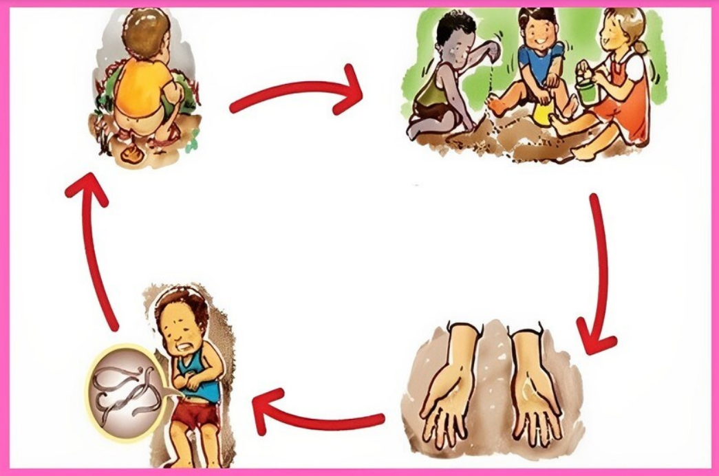 Chu trình tái nhiễm của giun giữa môi trường xung quanh Chu trình tái nhiễm của giun giữa môi trường xung quanh