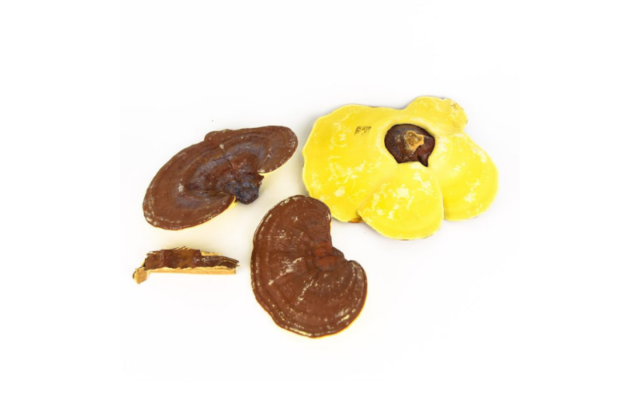 Nấm linh chi đỏ có tác dụng gì? Lợi ích chi tiết cho Gan, Tim mạch và Sức khỏe