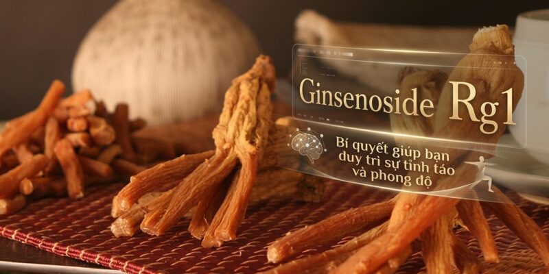 Ginsenoside Rg1 - Bí quyết giúp bạn duy trì sự tỉnh táo và phong độ